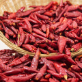 Quality hybrid pod pepper seeds chilli seeds for planting